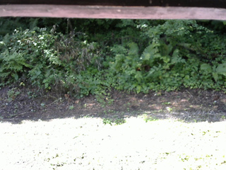 長野県菅平高原 ゆたか山荘 南側 2025/08/04 08:15