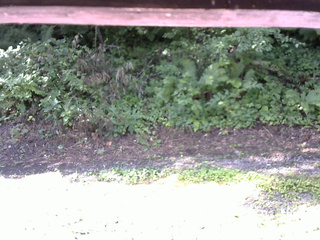 長野県菅平高原 ゆたか山荘 南側 2025/08/04 08:30