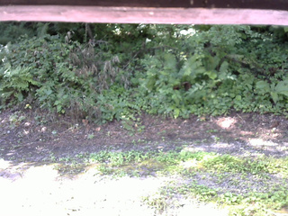 長野県菅平高原 ゆたか山荘 南側 2025/08/04 08:45