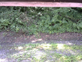 長野県菅平高原 ゆたか山荘 南側 2025/08/04 09:15