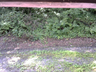 長野県菅平高原 ゆたか山荘 南側 2025/08/04 09:45