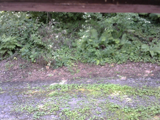 長野県菅平高原 ゆたか山荘 南側 2025/08/04 12:15