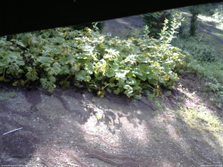 長野県菅平高原 ゆたか山荘 駐車場 2025/08/04 07:00