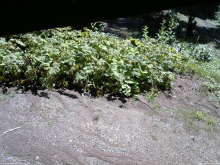 長野県菅平高原 ゆたか山荘 駐車場 2025/08/04 09:15