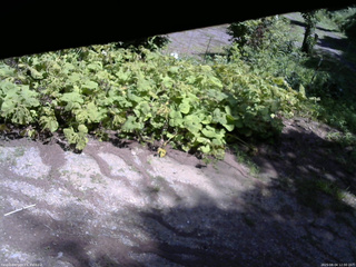 長野県菅平高原 ゆたか山荘 駐車場 2025/08/04 12:00