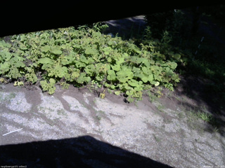 長野県菅平高原 ゆたか山荘 駐車場 2025/08/04 14:45