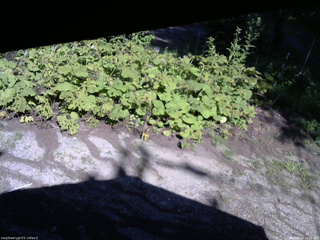 長野県菅平高原 ゆたか山荘 駐車場 2025/08/04 15:00