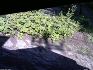 長野県菅平高原 ゆたか山荘 駐車場 2025/08/04 15:15