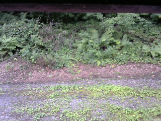 長野県菅平高原 ゆたか山荘 南側 2025/08/05 07:45