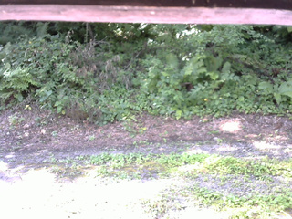 長野県菅平高原 ゆたか山荘 南側 2025/08/05 08:45