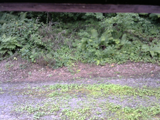 長野県菅平高原 ゆたか山荘 南側 2025/08/05 09:15