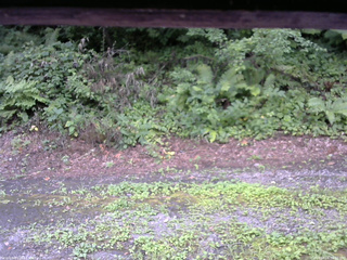 長野県菅平高原 ゆたか山荘 南側 2025/08/06 08:00