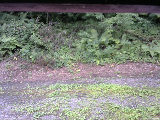 長野県菅平高原 ゆたか山荘 南側 2025/08/06 09:45