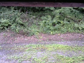 長野県菅平高原 ゆたか山荘 南側 2025/08/06 10:15