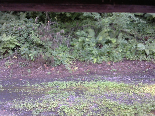 長野県菅平高原 ゆたか山荘 南側 2025/08/06 16:45