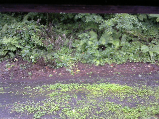 長野県菅平高原 ゆたか山荘 南側 2025/08/07 09:00