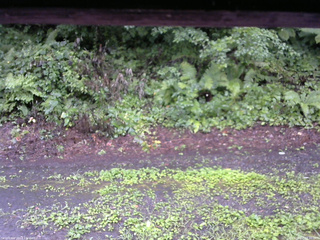 長野県菅平高原 ゆたか山荘 南側 2025/08/07 09:30