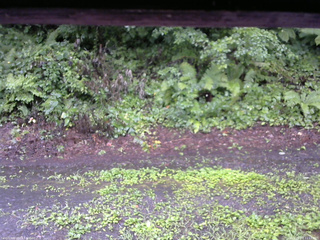 長野県菅平高原 ゆたか山荘 南側 2025/08/07 11:15