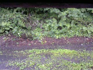 長野県菅平高原 ゆたか山荘 南側 2025/08/07 11:30