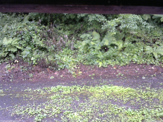 長野県菅平高原 ゆたか山荘 南側 2025/08/07 12:15