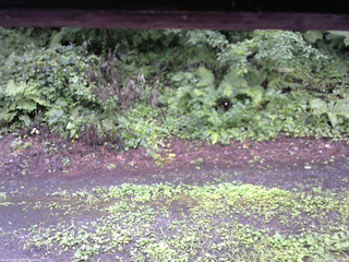 長野県菅平高原 ゆたか山荘 南側 2025/08/07 12:30