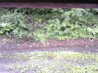 長野県菅平高原 ゆたか山荘 南側 2025/08/07 13:00