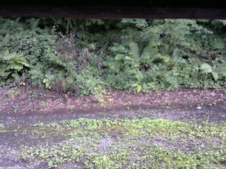 長野県菅平高原 ゆたか山荘 南側 2025/08/07 16:45