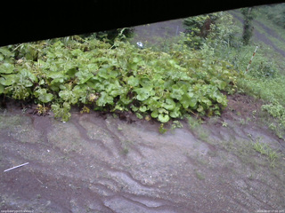 長野県菅平高原 ゆたか山荘 駐車場 2025/08/07 07:00