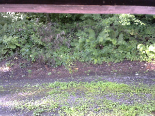 長野県菅平高原 ゆたか山荘 南側 2025/08/08 07:00