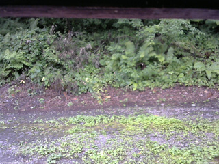 長野県菅平高原 ゆたか山荘 南側 2025/08/08 07:45