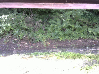 長野県菅平高原 ゆたか山荘 南側 2025/08/08 08:30