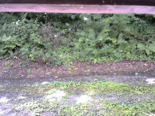 長野県菅平高原 ゆたか山荘 南側 2025/08/08 09:30