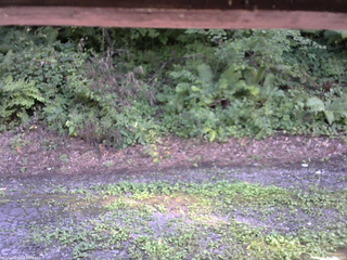 長野県菅平高原 ゆたか山荘 南側 2025/08/08 14:45