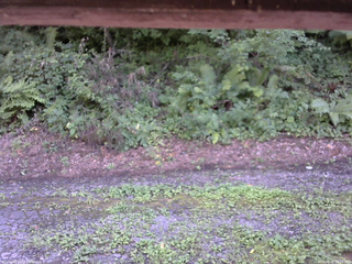 長野県菅平高原 ゆたか山荘 南側 2025/08/08 15:15