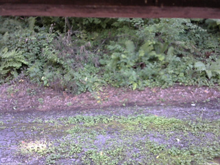 長野県菅平高原 ゆたか山荘 南側 2025/08/08 15:45