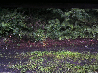 長野県菅平高原 ゆたか山荘 南側 2025/08/10 05:15