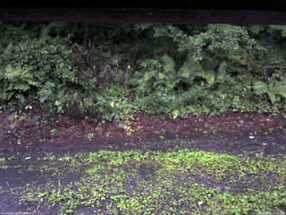 長野県菅平高原 ゆたか山荘 南側 2025/08/10 05:30