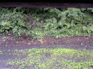 長野県菅平高原 ゆたか山荘 南側 2025/08/10 06:15