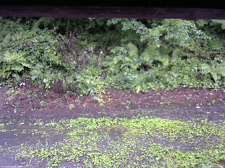 長野県菅平高原 ゆたか山荘 南側 2025/08/10 06:45