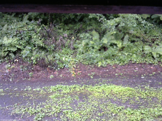 長野県菅平高原 ゆたか山荘 南側 2025/08/10 08:45