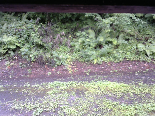 長野県菅平高原 ゆたか山荘 南側 2025/08/10 09:30