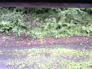 長野県菅平高原 ゆたか山荘 南側 2025/08/10 09:45