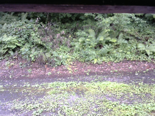 長野県菅平高原 ゆたか山荘 南側 2025/08/10 10:45