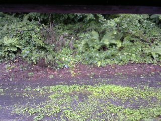 長野県菅平高原 ゆたか山荘 南側 2025/08/10 15:00