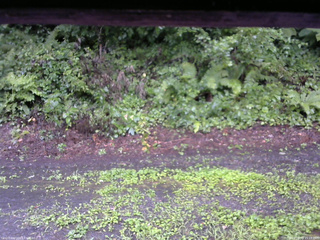 長野県菅平高原 ゆたか山荘 南側 2025/08/10 15:15