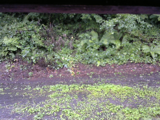 長野県菅平高原 ゆたか山荘 南側 2025/08/10 16:15