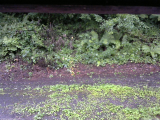 長野県菅平高原 ゆたか山荘 南側 2025/08/10 17:30