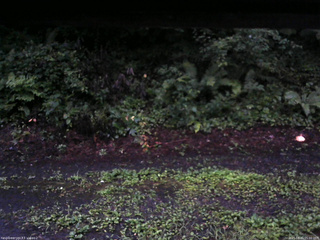 長野県菅平高原 ゆたか山荘 南側 2025/08/11 05:00