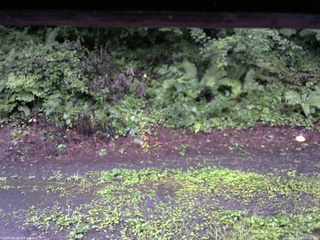 長野県菅平高原 ゆたか山荘 南側 2025/08/11 05:30