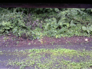 長野県菅平高原 ゆたか山荘 南側 2025/08/11 06:15